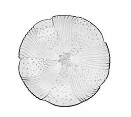 15506- 7-5/8" Salad Plate Glass